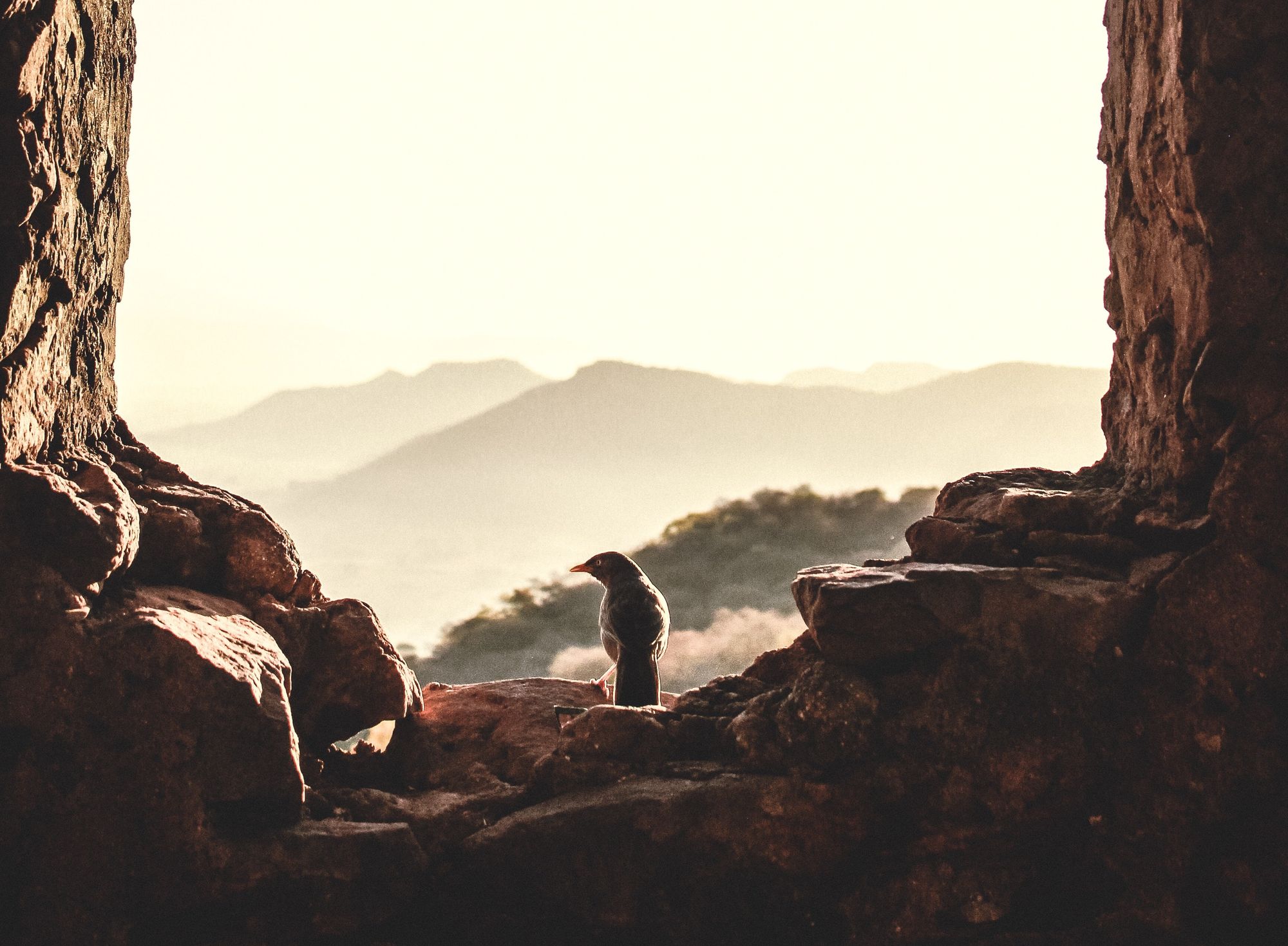 The Human Heart Series 1: Condition